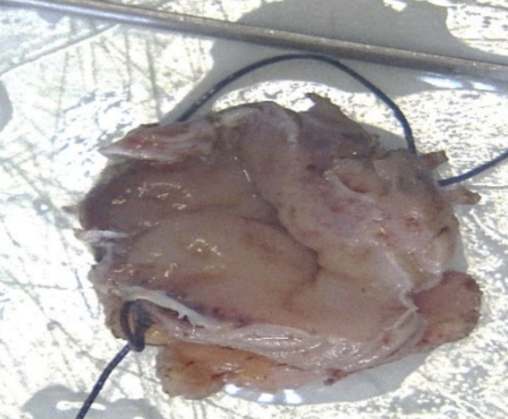 Description of the image